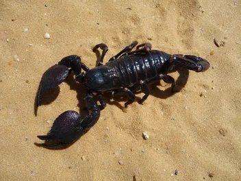 What to Do if Your Dog Is Stung by a Scorpion? Vet Approved Signs & Treatment