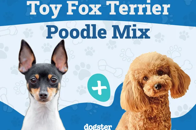 Foodle Dog Breed (Poodle & Toy Fox Terrier Mix): Info, Pictures, Care & More