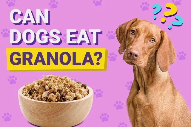Can Dogs Eat Granola? Vet-Reviewed Health & Nutrition Info
