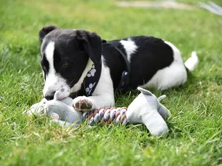 7 Best Puppy Toys in 2026 - Reviews & Top Picks