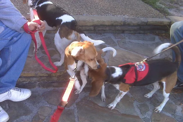 Everything You Want to Know About Bed Bug Detection Dogs