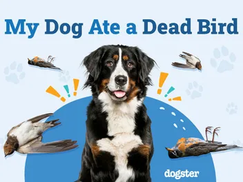 My Dog Ate a Dead Bird: Should I Be Worried? Our Vet Answers
