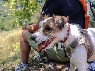 10 Vet-Approved Tips for Hiking With Small Dogs & What to Bring