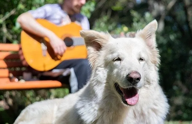 What Kind of Music Does a Dog Like? Vet Approved Facts & Top Genres
