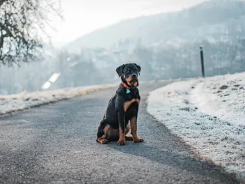 Rottweiler Dog Breed: Info, Pictures, Care & Traits