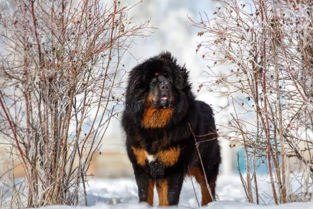 Mountain Mastiff (Bernese Mountain Dog & Mastiff Mix): Info, Pictures, Care & Traits