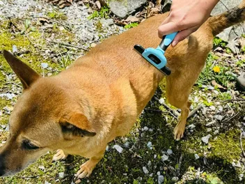 Jelly vs the Brush: A 13-Year Battle