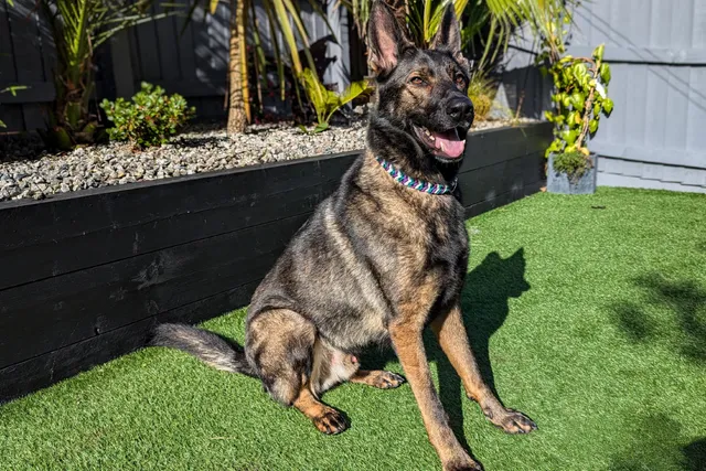 Kodah and the Sneaky Chicken: The Challenge of Feeding an Itchy Dog
