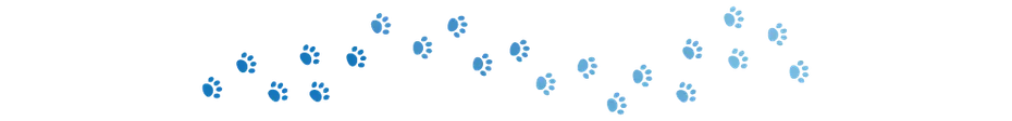 Dogster divider_v3_NEW_MAY_24_