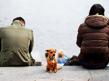 Why Are There People Who Don't Like Dogs? 6 Reasons to Understand