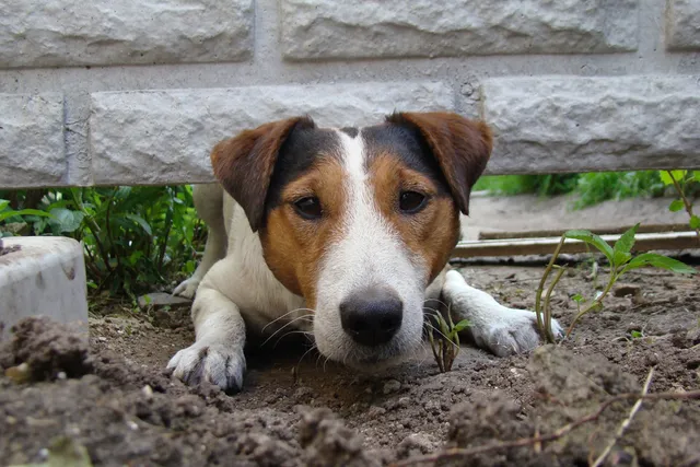 3 Common Rescue Dog Behavior Problems & How to Manage Them: Vet-Approved Guide