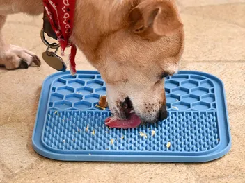 6 Benefits of Lick Mats for Dogs: Canine Health and Wellness