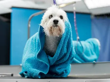 9 Best Shampoos for a Bichon Frise in 2026 – Reviews & Top Picks