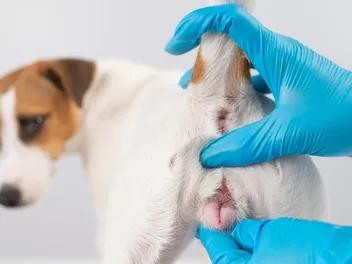 Vaginitis in Dogs: Signs, Causes & Treatment Options (Vet Answer)