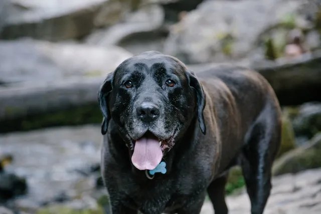 Mastador Dog Breed Guide: Info, Pictures, Care & More