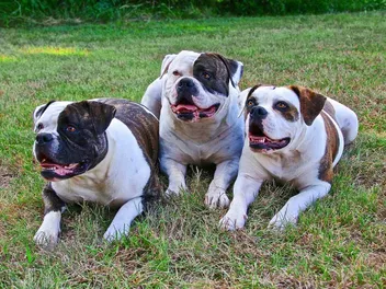 Top 10 Most Popular Dog Breeds in Washington State in 2026