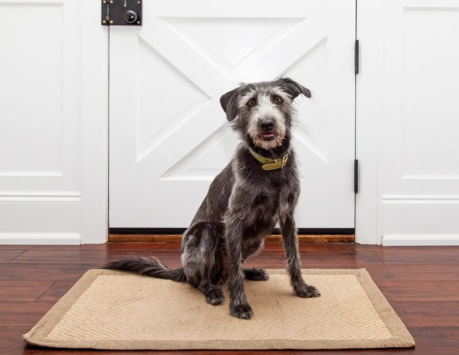 Mixed breed dog sitting on mat