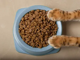 How to Stop My Cat from Eating Dog Food? 7 Vet-Verified Tips & Trick