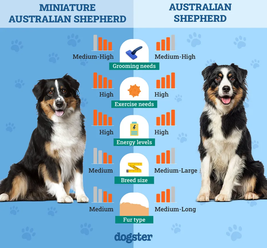 Dogster_Side by Side Comparison_ Miniature Australian Shepherd vs Australian Shepherd
