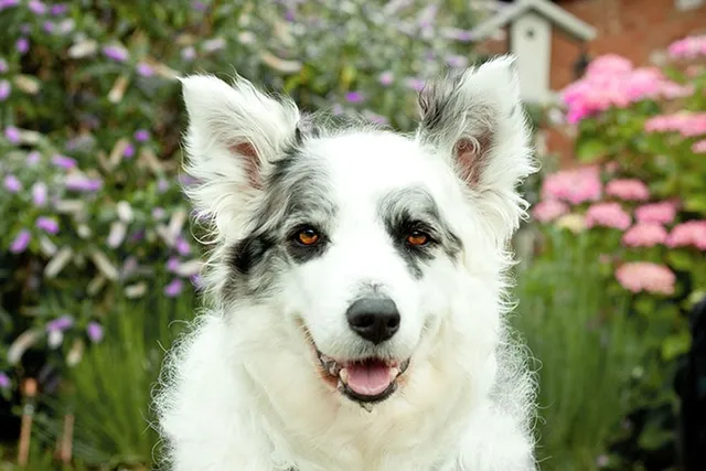 White Border Collie: Info, Pictures, History & Facts