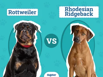 Rottweiler vs. Rhodesian Ridgeback: Vet-Reviewed Differences Explained (With Pictures)