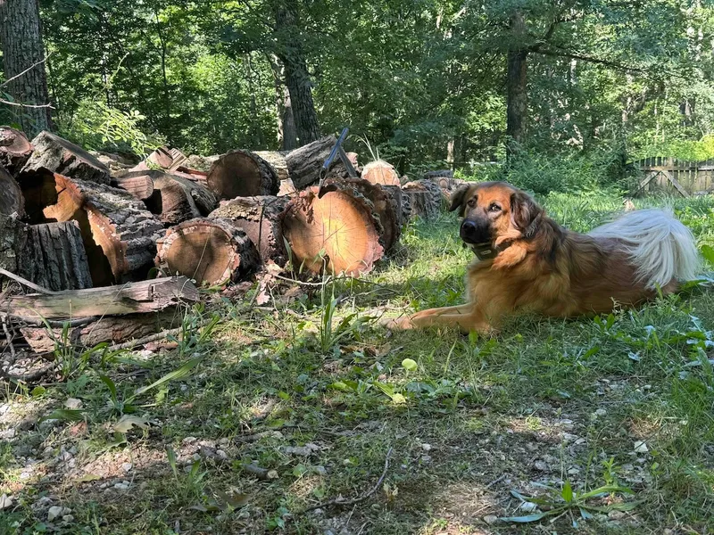 Manic near wood pile