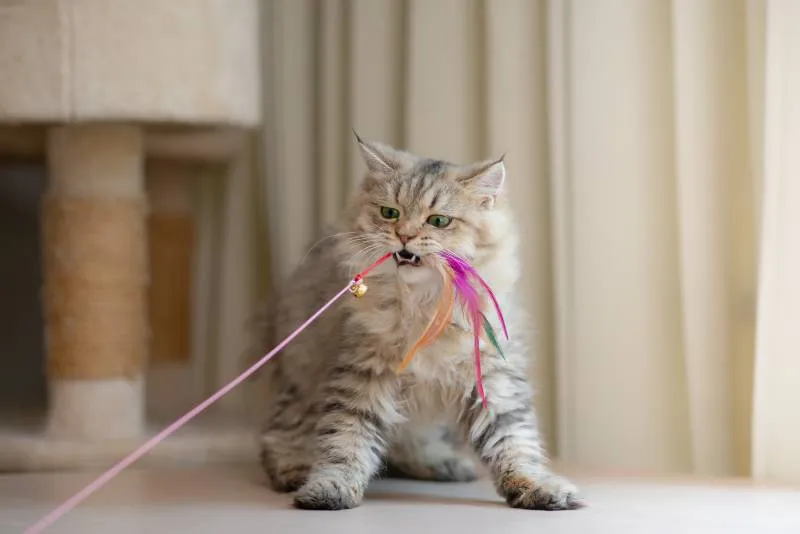 persian cat playing with feather toy
