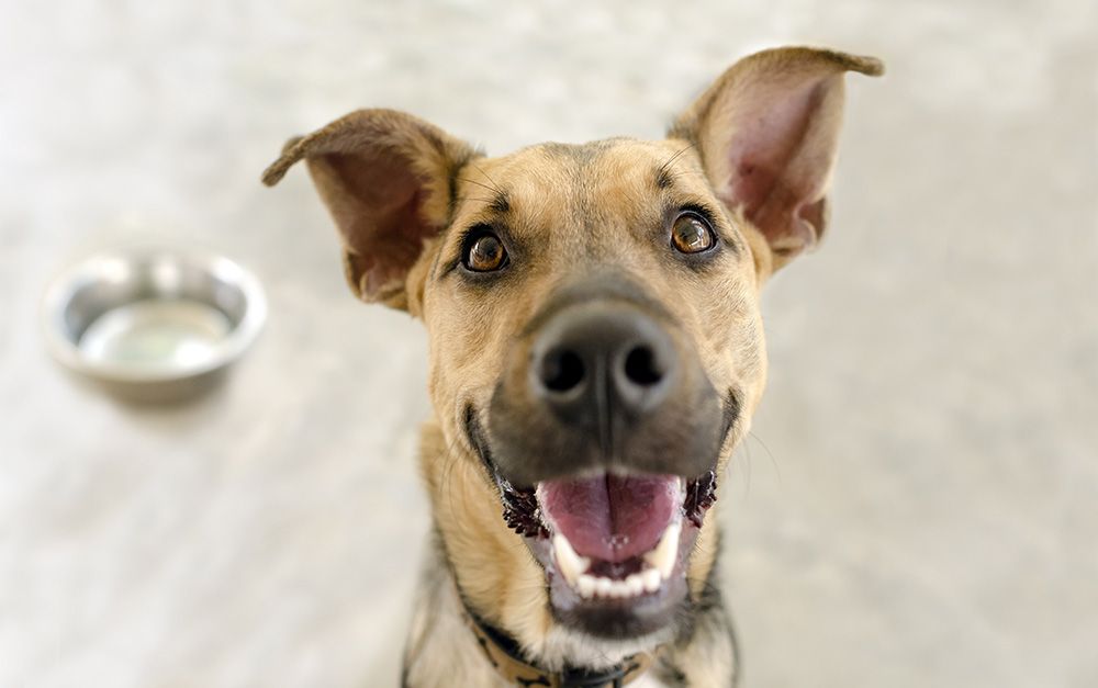dog excited to eat
