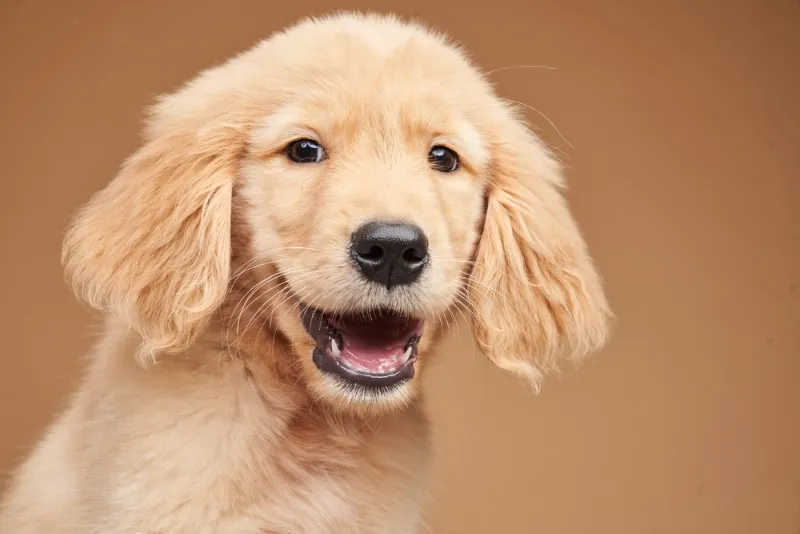 golden retriever puppy smiling