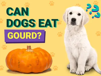Can Dogs Eat Gourds? Vet-Verified Facts & FAQ