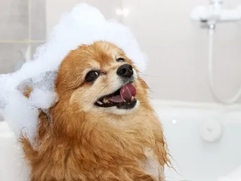 Do Dogs Like Baths? 4 Reasons Why Dogs Go Crazy After a Bath