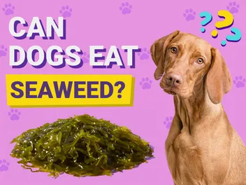 Can Dogs Eat Seaweed? Vet-Verified Facts & FAQ