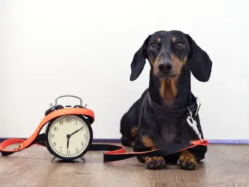 Do Dogs Have a Sense of Time? Vet-Verified Facts & FAQ