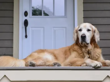 Are Golden Retrievers Good Guard Dogs? Reasons & Facts