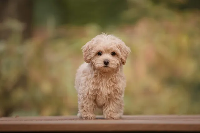 Teacup Maltipoo: Info, Pictures, Care Guide & Traits