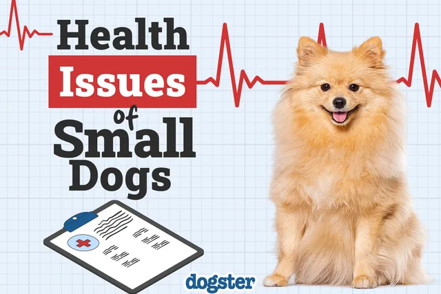 7 Small Dog Health Problems to Watch For (Vet Answer)