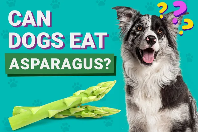 Can Dogs Eat Asparagus? Vet-Reviewed Facts & FAQ