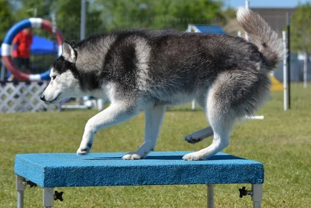 Agility Pause Table Training for Dogs: 9 Tips & Tricks