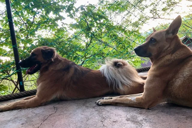 Are My Dogs Attracted to Danger? Yes.