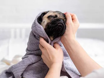 How to Groom a Pug: 14 Vet-Approved Tips & Tricks