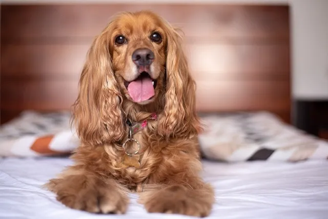 Can a Cocker Spaniel Be Left Alone at Home? Our Vet Answers