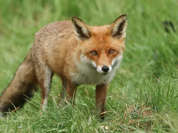 Is a Fox a Cat or a Dog? Vet-Verified Facts & Info