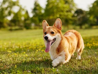 11 Vet-Reviewed Worst Dog Breeds for Allergies (With Info & Pictures)