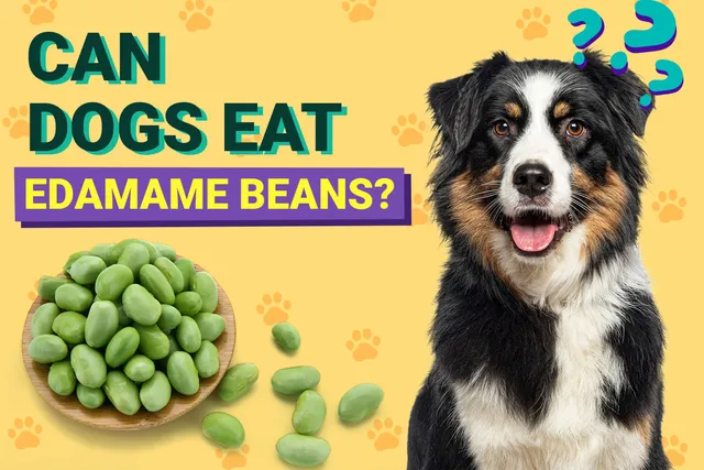 Can Dogs Eat Edamame Beans? Vet-Verified Nutrition Facts, Benefits & More