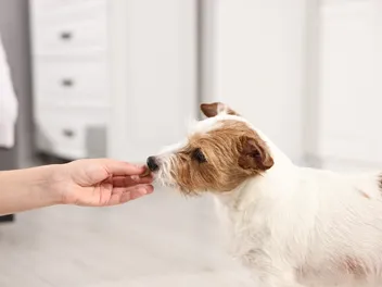 Debunking Myths About CBD Pet Chews (Vet Answer)