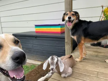 The Time We Fostered a Baby Goat: Mac & Rosa’s New Bouncy Friend