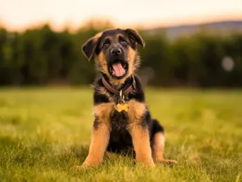 How to Potty Train a German Shepherd Puppy: 7 Vet-Approved Tips & Tricks