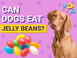 Can Dogs Eat Jelly Beans? Vet-Verified Nutrition Facts & FAQ