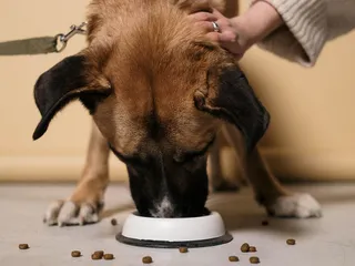 What Are Tocopherols in Dog Food? Vet-Verified Nutritional Facts