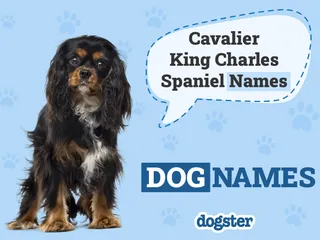 350+ Cavalier King Charles Spaniel Names: Elegant, Cute & Famous Ideas